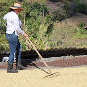 Green Coffee - Single-Origin Reserve Series - Honduras Ana Suyapa, Wet Processed - PLACEHOLDER