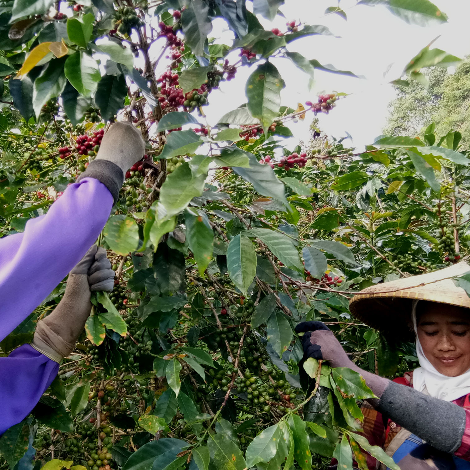 Green Coffee - Regional Series - Indonesia Java, Wet Processed - PLACEHOLDER