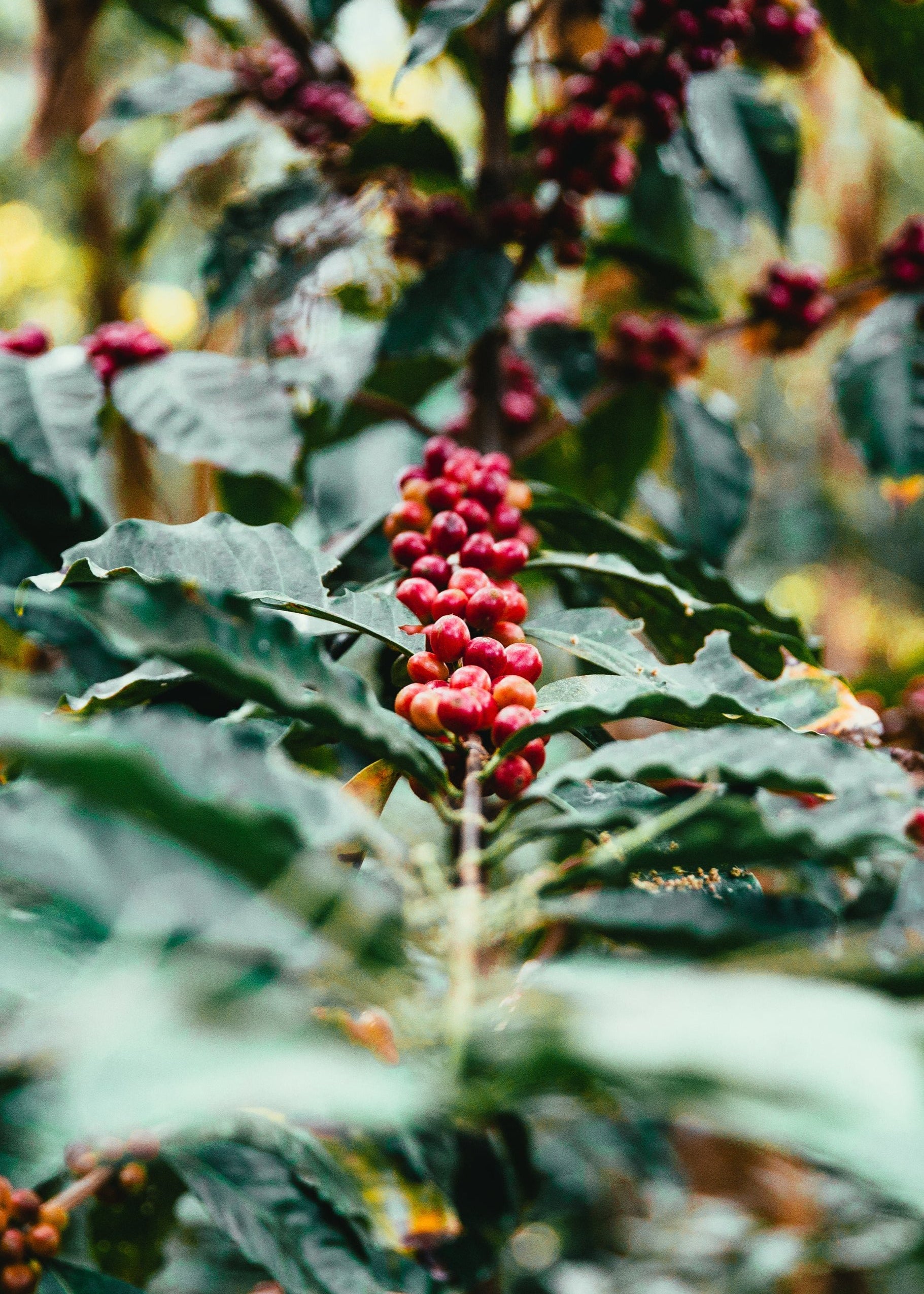 coffee-plant.jpg